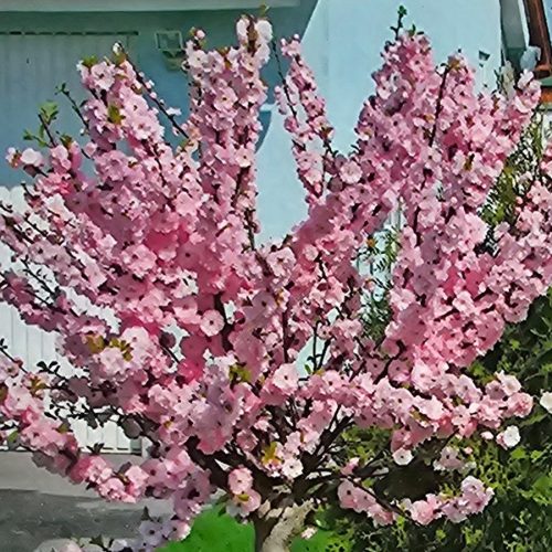 Babarózsa fa törzses