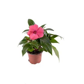 Új-guineai Impatiens - Nebáncsvirág