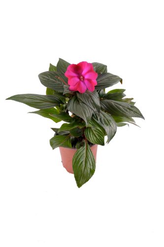 Új-guineai Impatiens - Nebáncsvirág