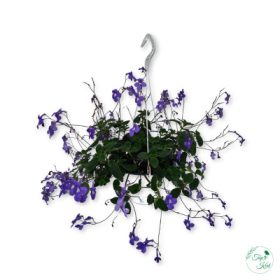 Streptocarpus (Fokföldi kankalin)