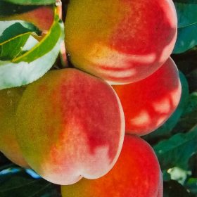 Padana őszibarackfa