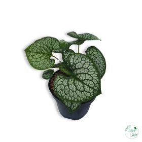 Kaukázusi nefelejcs (Brunnera macrophylla)