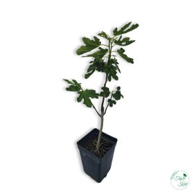Közönséges Füge (Ficus carica dottato) 80 cm