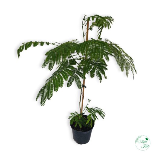 Selyemakác (Albizia julibrissin) 80 cm