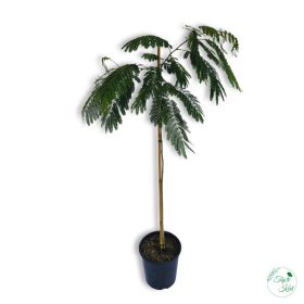 Selyemakác (Albizia julibrissin) 1.2 m
