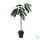 Selyemakác (Albizia julibrissin) 1.6 m