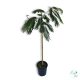Selyemakác (Albizia julibrissin) 1.6 m