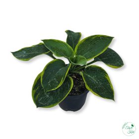 Árnyékliliom (Hosta)