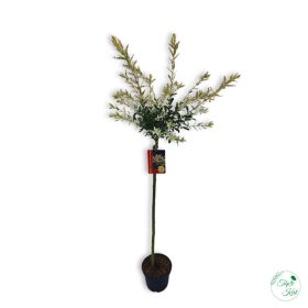 Japán Fűz (Salix Hakuro Nishiki)  1.2 m