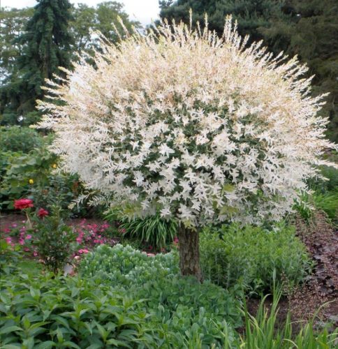 Japán Fűz (Salix Hakuro Nishiki)  1.2 m