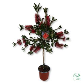 Callistemon (Kefe fa)