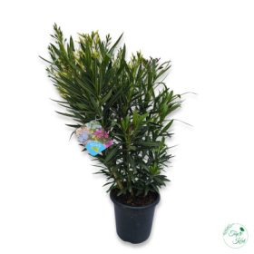 Leander Multicolor 80-100cm