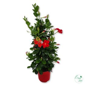 Dipladenia (Tölcsérjázmin) 100 cm