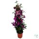 Bougainvillea (Murvafürt) 80-100 cm