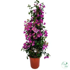 Bougainvillea (Murvafürt) 1.5 m