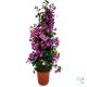 Bougainvillea (Murvafürt) 1.5 m