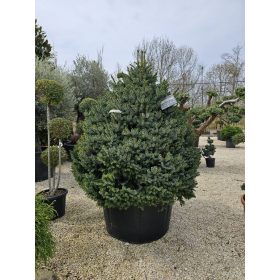 Törbe szerb lucfenyő