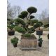 Kínai terülőboróka Bonsai – Juniperus media mint julep bonsai