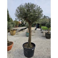 OLEA Europaea – Európai olajfa