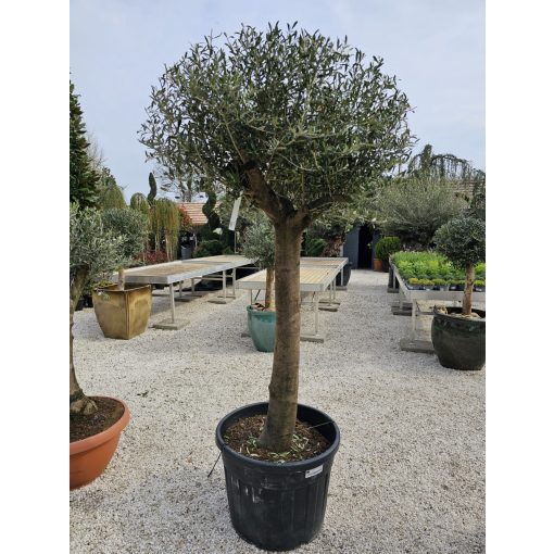 OLEA Europaea – Európai olajfa