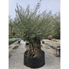 OLEA Európai bonsai fa