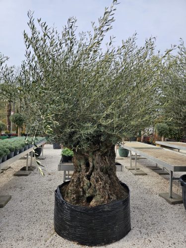 OLEA Európai bonsai fa