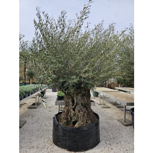 OLEA Európai bonsai fa