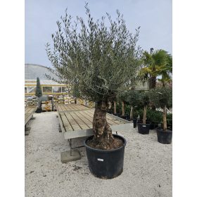 OLEA Európai bonsai fa