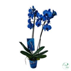 Orchidea Blue