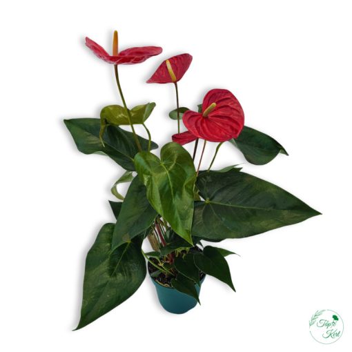 Flamingóvirág (Anthurium Nevada)