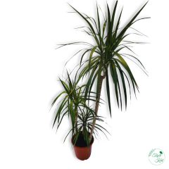 Tarka sárkányfa (Dracaena Marginata)