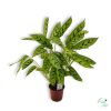 Zebralevél (Calathea)