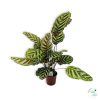 Zebralevél (Calathea)
