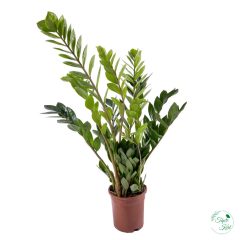 Agglegénypálma (Zamioculcas)