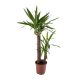 Yucca Fa
