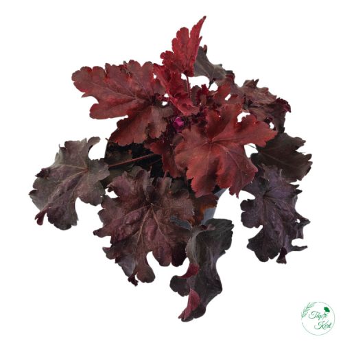 Tűzgyöngyvirág (Tűzeső)