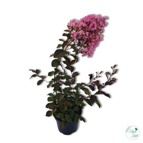 Kínai Selyemmirtusz