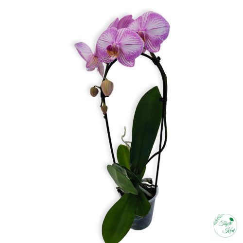 Orchidea (Cascade)