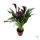 Kála (Zantedeschia)