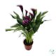 Kála (Zantedeschia)