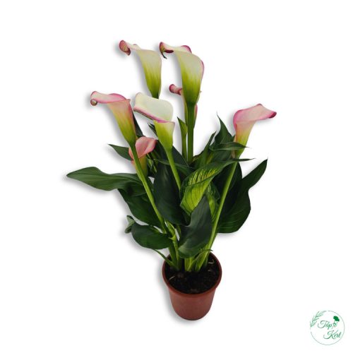 Kála (Zantedeschia)