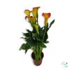 Kála (Zantedeschia)
