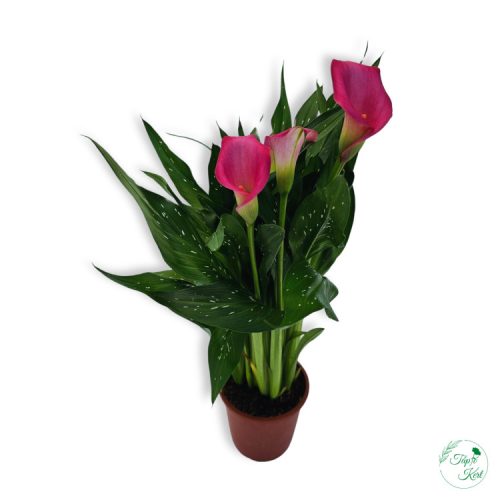 Kála (Zantedeschia)