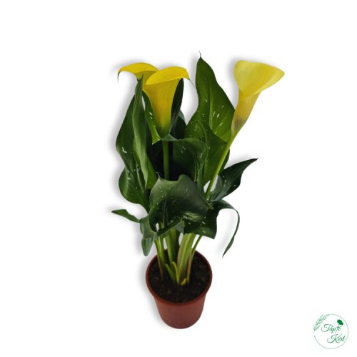 Kála (Zantedeschia)