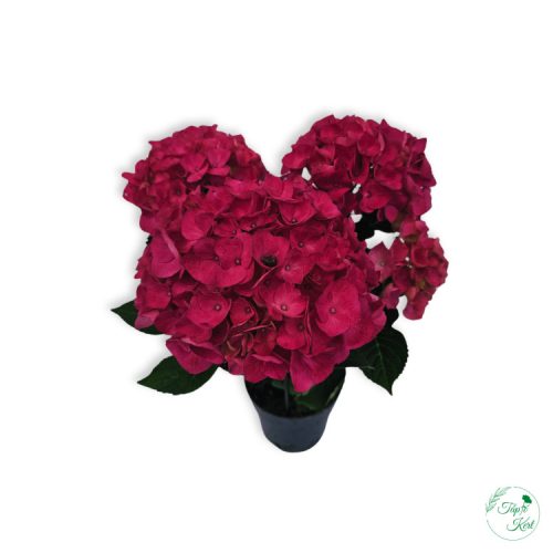 Kerti Hortenzia (Hydrangea macrophylla)