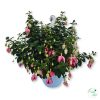 Kaspós Fuchsia