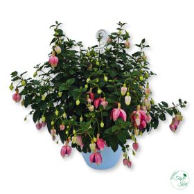 Kaspós Fuchsia