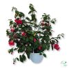 Kaspós Fuchsia