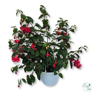 Kaspós Fuchsia