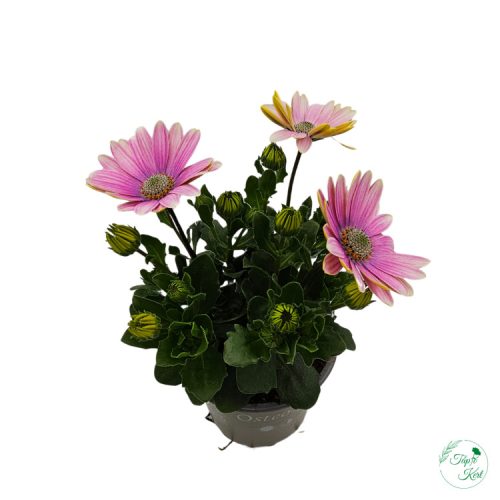 	Cseppecske (Osteospermum)